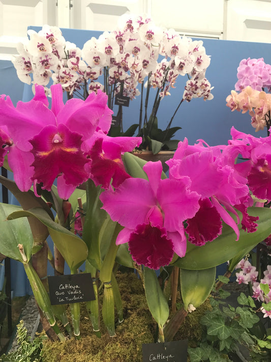 Hampton Court Flower Show